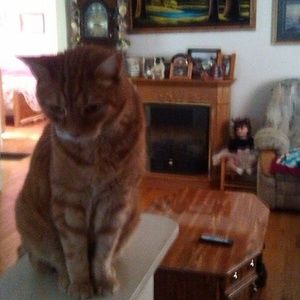 Meet your Posher, Rebecca